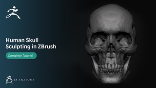HD Human Skull Sculpting tutorial ZBrush
