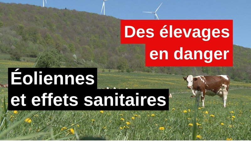Éoliennes et effets sanitaires : des élevages en