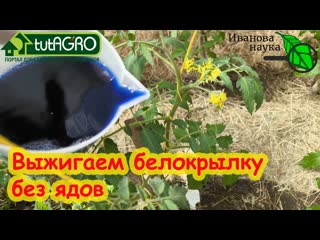 ПРЕДУПРЕДИТЕ СОСЕДЕЙ: вся белокрылка улетит к ним пулей!!! Этот раствор изгоняет белокрылку НАВСЕГДА