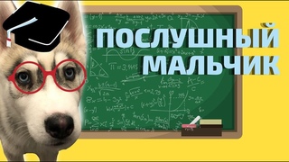 МОКРЫЙ ХАСКИ ВЫПОЛНЯЕТ КОМАНДЫ | Игры с собаками | Команды | Хаски Гром и Кошка Овсянка