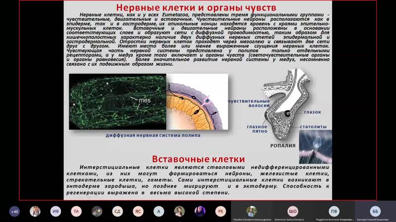 Тип кишечнополостные нервная система. Нервные клетки гидры. Тип кишечнополостные органы чувств. Органы чувств медузы. Органы чувств кишечнополостных.