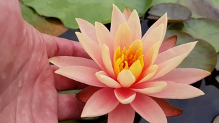 Нимфея Colorado (Nymphaea Colorado), нимфея Колорадо