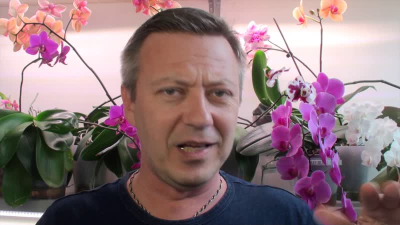 листья орхидеи чтобы НЕ ЖЕЛТЕЛИ и НЕ ГОРЕЛИ вариант