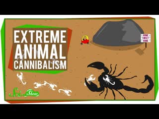 Extreme Animal Cannibalism