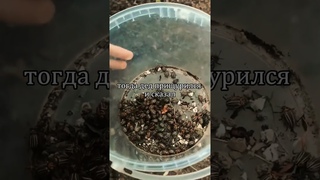Никогда и ни за что не собирайте колорадского жука руками! Секретное средство от старого садовода!