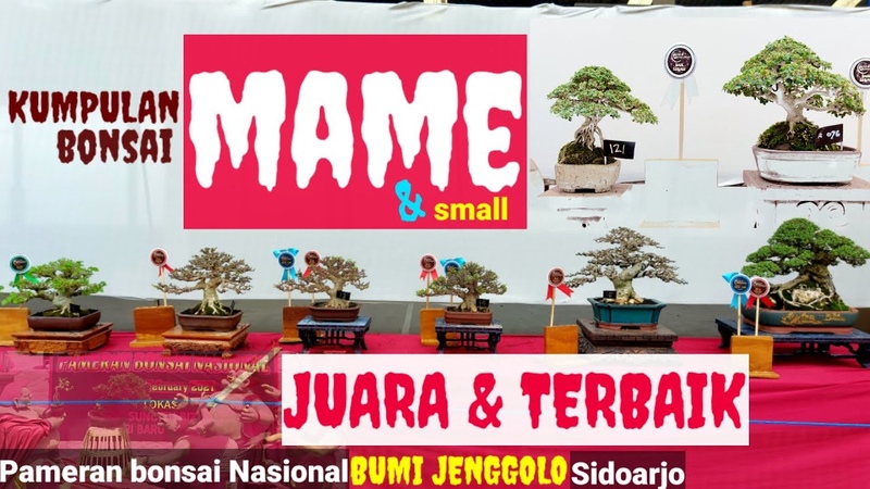 INSPIRASI BONSAI MAME SMALL JUARA, , PAMERAN BONSAI NASIONAL BUMI JENGGOLO
