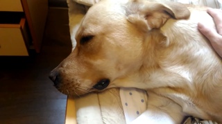 А говорят, что собаки не плачут! Dog is crying