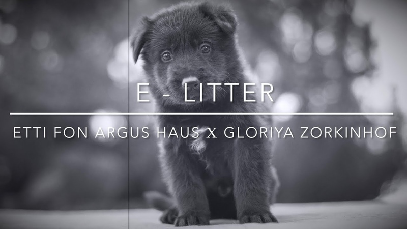 E litter 30 days