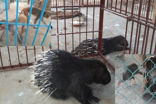 Mini Zoo Animals View Superb Ghajini, Sherpur Bangladesh