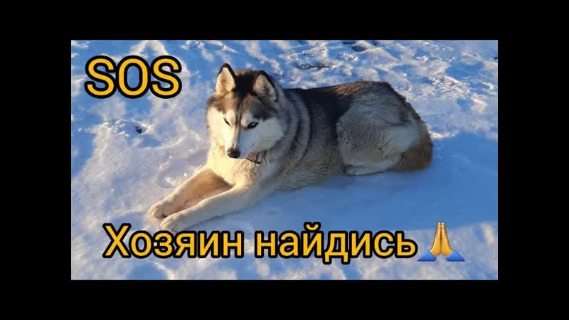 ХОЗЯИН НАЙДИСЬ. Потеряшка ищет дом. Сходили на рыбалку за