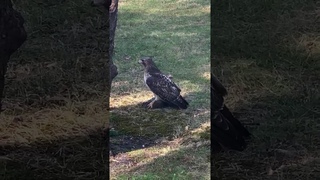 Краснохвостый сарыч(канюк)/Red-tailed hawk (Buteo jamaicensis).Don't be the squirrel