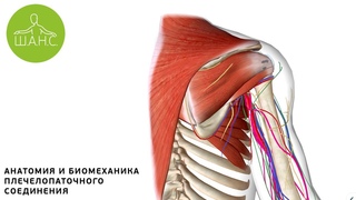 Анатомия, биомеханика плечевого сустава. Плече-лопаточный периартрит.