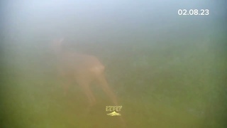 Европейские косули