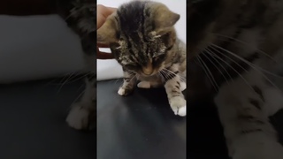 Сегодня день помощи бездомным котикам. Присоединяйтесь. Им нужна помощь. #cat #котик #kitten