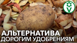 ВОТ ПОЧЕМУ НЕЛЬЗЯ ВЫБРАСЫВАТЬ КАРТОФЕЛЬНЫЕ ОЧИСТКИ! Используем вместо дорогих удобрений