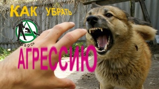 Как убрать агрессию  Кинологический центр Барс  Анатолий Котенко
