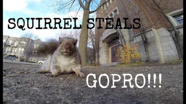 A squirrel nabbed my Go Pro and carried it up a tree (and then dropped