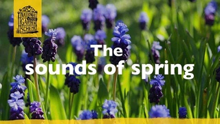 Fron Heulog, Powys: the sounds of spring