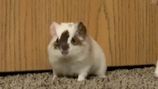 Baby Chip!