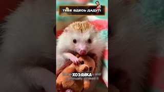 Невероятная дружба с ежиком  #животные #милыеживотные