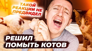 Решил помыть Маркиза и Ириса.  Чем все закончилось