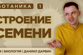 Строение семени | ЕГЭ Биология | Даниил Дарвин