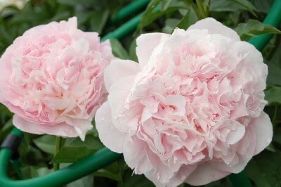 Myrtle Gentry пион. Пион Миртл Джентри Paeonia Myrtle Gentry. Пион Myrtle Tischler. Пион Миртл Тисчлер. Пион миртл. Myrtle Gentry пион. Пион Миртл Джентри Paeonia Myrtle Gentry. Пион Myrtle Tischler. Пион Миртл Тисчлер.