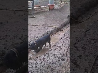 осторожно маты слабонервным не смотреть  грязь и спаниель