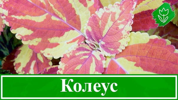 Цветок колеус уход в домашних условиях; выращивание