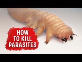 How To Kill Parasites - Dr. Berg