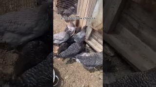 почему Куры не несутся