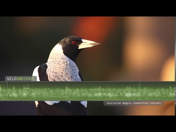 Australian Magpie Song Call The sounds of Australian magpies singing in the Aussie