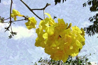 ROBERTO CARLOS (MENSAGENS) - FLORES NA NATUREZA
