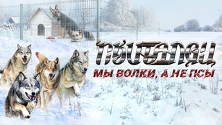 Скиталец - Мы волки, а не псы