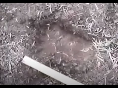Paul Freeman Bigfoot Footage RAW