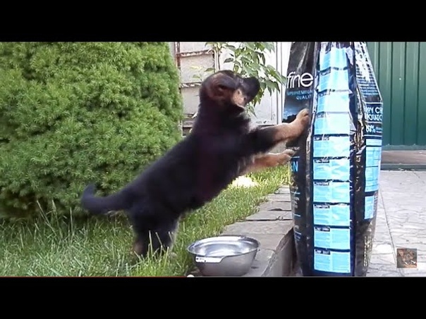 Feast for your puppy. РЭЙ и ВКУСНЯШКА. Щенок немецкой овчарки 1, 5 мес.
