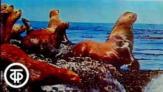 Фотограф Вадим Гиппенрейтер (1987)