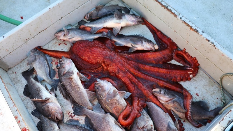 Alaska Commercial Fishing