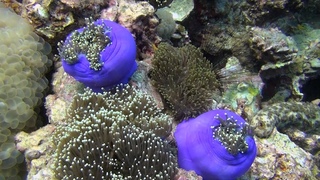 Anemones