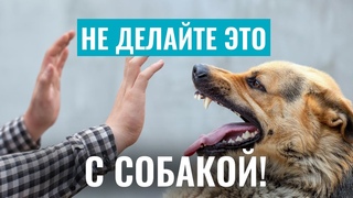 НЕ ДЕЛАЙТЕ ЭТО С СОБАКОЙ, ЧТОБЫ НЕ ПОКУСАЛА! Почему СОБАКИ КУСАЮТ и как избежать агрессии