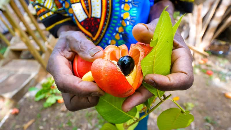 Rastafari Village Food 100 ITAL FOOD + Jamaican Herb Tour with Rasta I