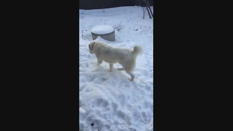 Тимерташ Падишах для Диамонд Бриллиансе (Уфа) сын Жаси и