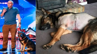 Britain’s Got Talent dog Finn dies: Heroic German Shepherd who was stabbed