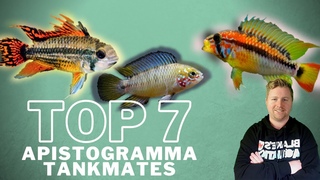 Top 7 Apistogramma Tankmates