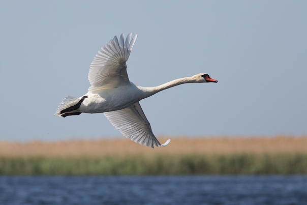 лебедь взлетает. лебеди в небе. парящий лебедь. лебеди летят. лебедь шипун расправил крылья.