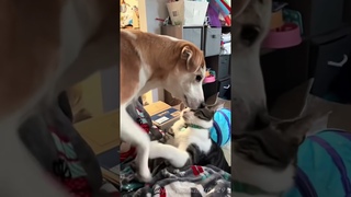 Cats and dogs live in harmony #cat#catlover#funny#funnyvideos#foryou#fypage#funnycat#cats