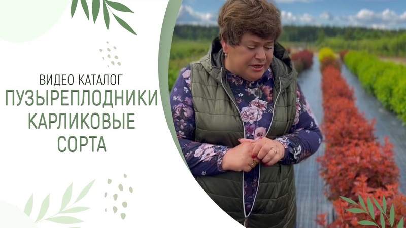 Пузыреплодники карликовые сорта, ВИДЕО