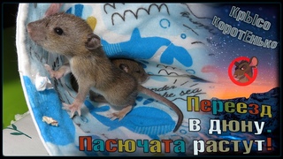 Пасючата подрастают и меняют жилплощадь. 🤗 Переезд в дюну. 🐭 (Wild Rats | Дикие Крысы) 🐭