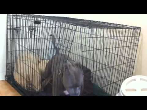 собачий побег Dog breaks out of