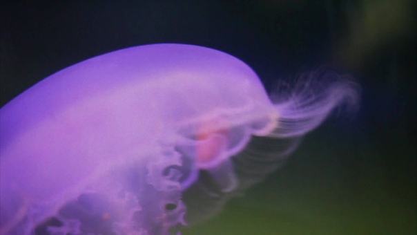 Jellyfish Bloom, Oregon Coast Aquarium Macro